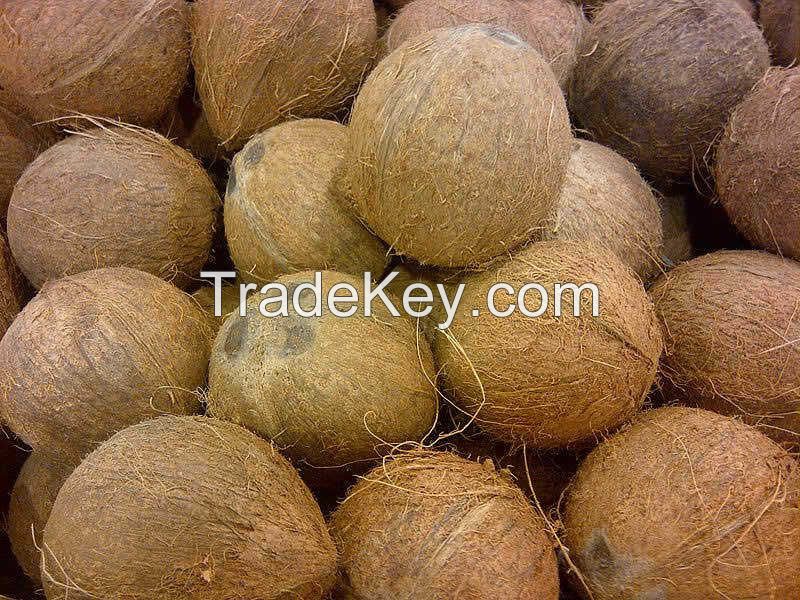 Fresh Mature Coconut Fruit