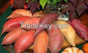GRADE ''A'' SWEET POTATOES FOR SALE