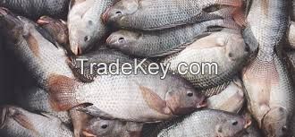 Frozen Tilapia Fillet Seafood