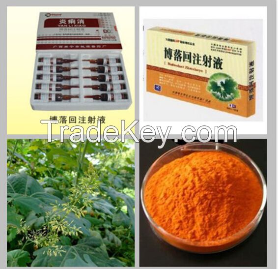 Supply Best Price Macleaya Cordata P.E.Sanguinarine Macleaya Cordata Extract Powder