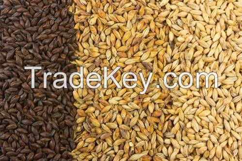 Barley for human and animal feed production.
