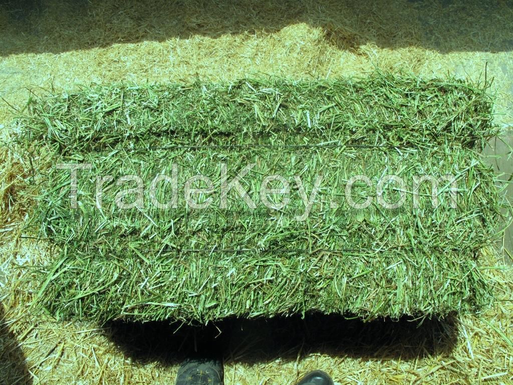 Alfalfa hay for amimal feed for sale at a good price.