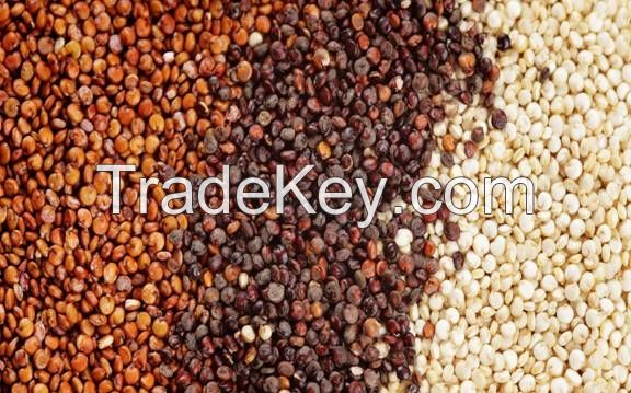 High quality organic quinoa for sale