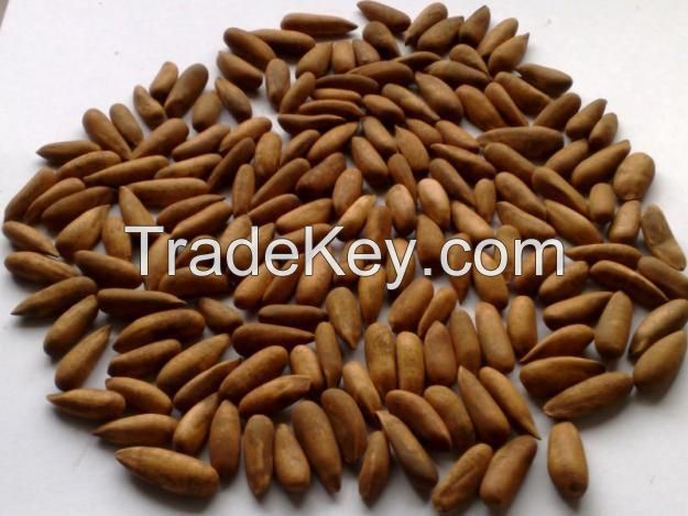 Hot sale Pine nut at best prices.