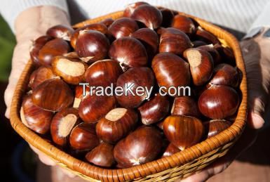 Top quality all grade Chestnut for sale at affordable prices.