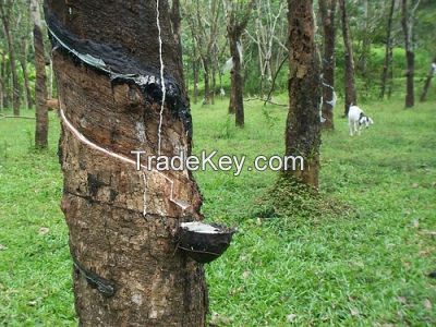 natural rubber for sales