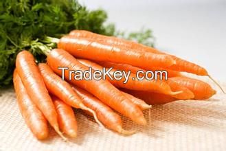 Supply Fresh Carrot of 2016 Crop