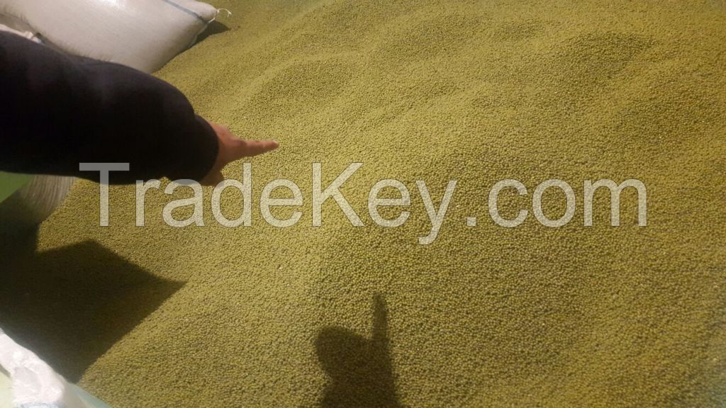 Manufacturers and Exporters of Green Mung Beans