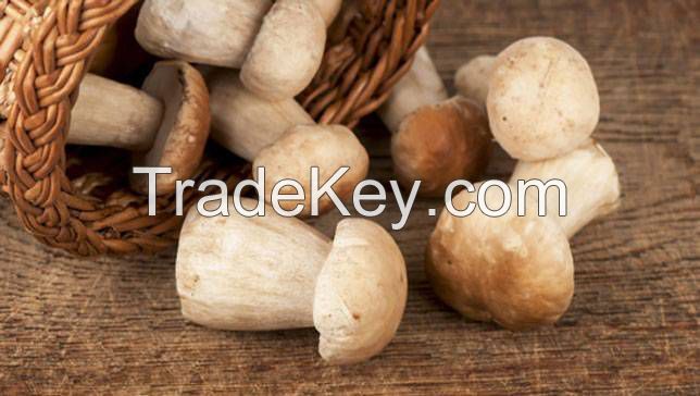 Black Truffle Mushroom, Oyster Mushroom, Gourmet Mushroom