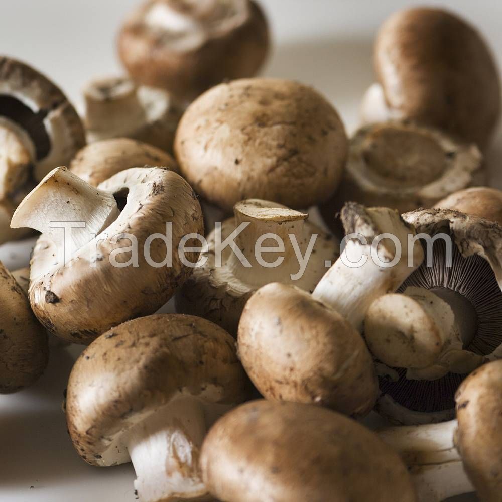 Organic Gourmet Mushroom Oyster Mushroom Black Truffle
