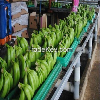 Fresh Class A Green Cavendish Bananas for sale