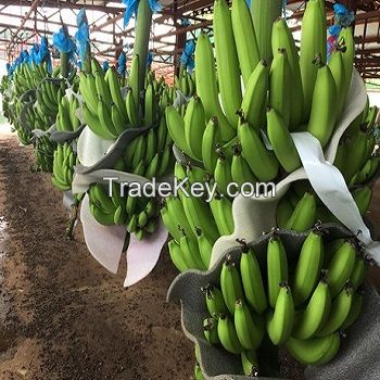 Green Premium Fresh Cavendish Bananas fruit ready for export
