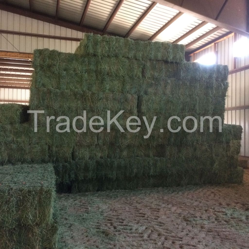 Alfafa Hay for Animal Feeding Stuff Alfalfa