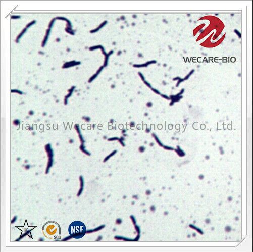 Bifidobacterium Infantis