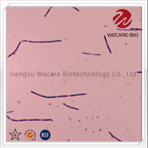 Lactobacillus Bulgaricus