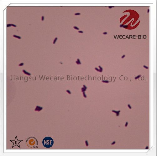 Bifidobacterium Lactis