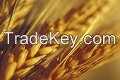 We sell Wheat directly from factory. Russia Wheat is the cheapest and best one in the world