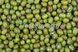 NEW CROP organic mung bean.