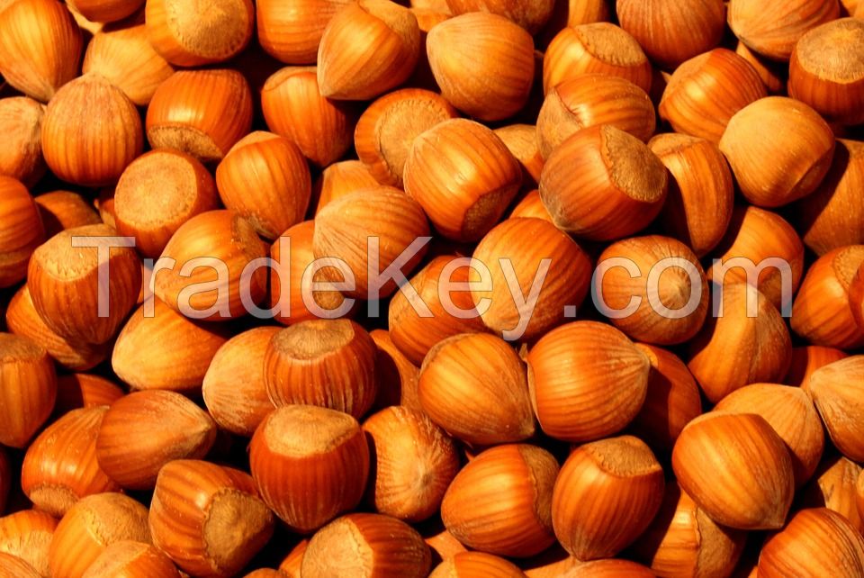 Grade A Hazelnut