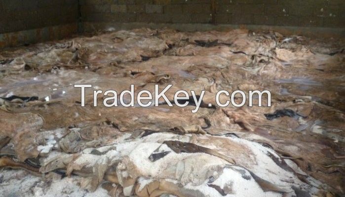 Cow Hides, Dry Donkey Hide , Dry and wet salted cow hide