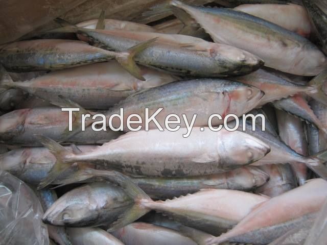 HERE IS OUR FISH PRICES FROM VIETNAM AND INDONESIA