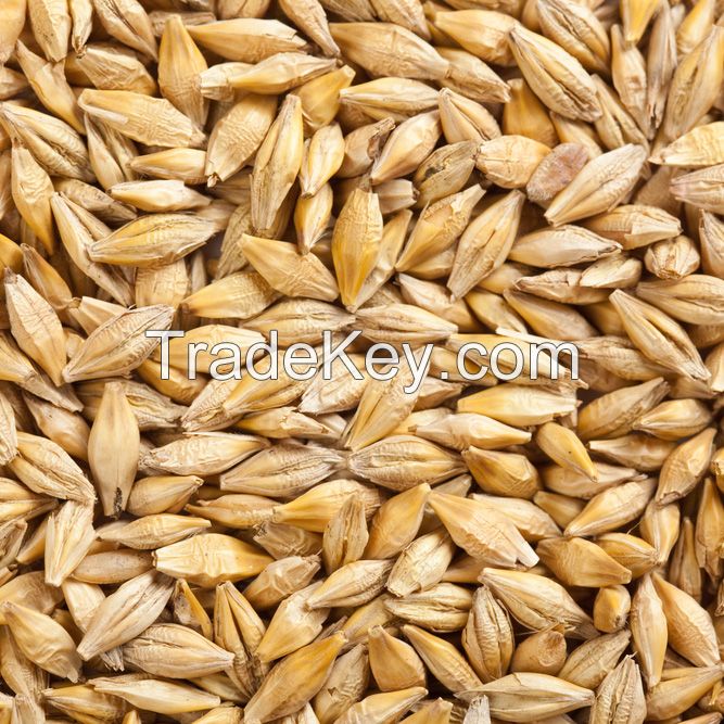 High quality ukranian feed barley