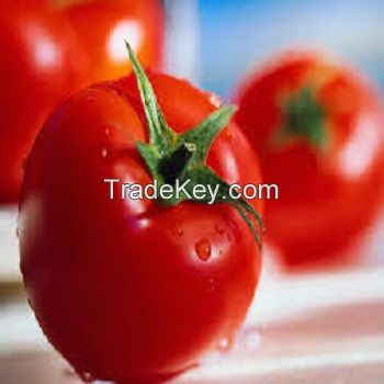 FRESH TOMATO EXPORT STANDARD PRICE FOR SALE HIGH QUALITY WITH BEST PRICE