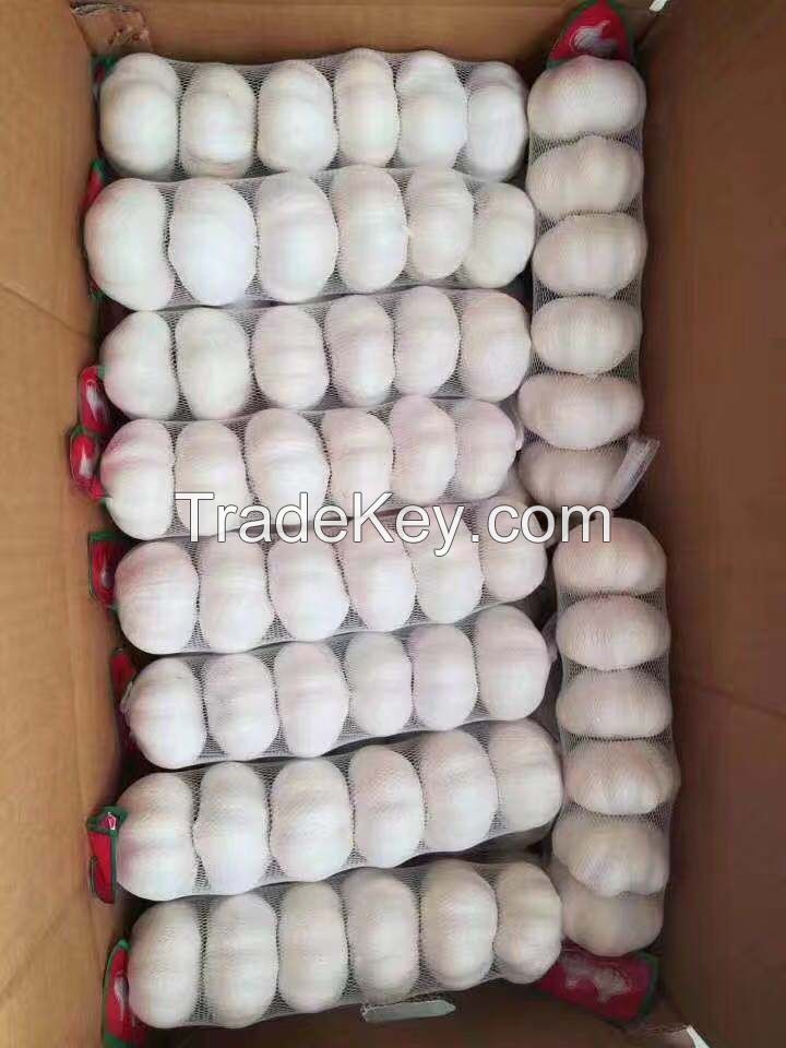 fresh garlic wholesale