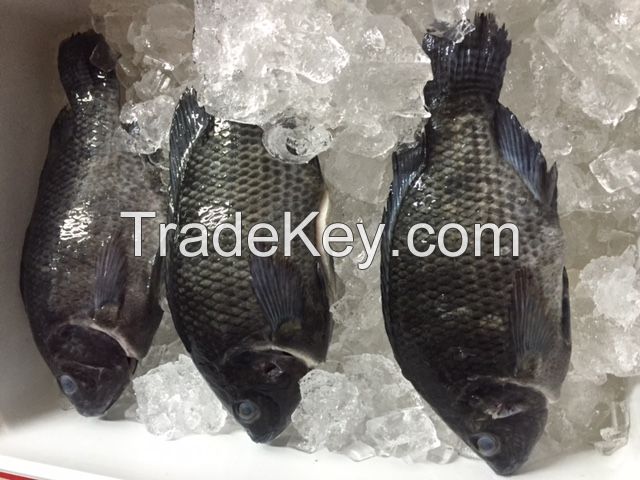 Tilapia Premium