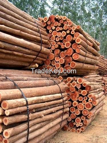 Eucalyptus Boards, Logs, Chips