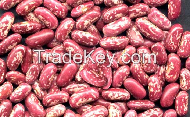 Speckled kidney bean