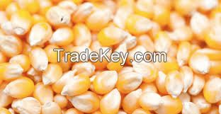 Buy Yellow Corn in Ukraine
