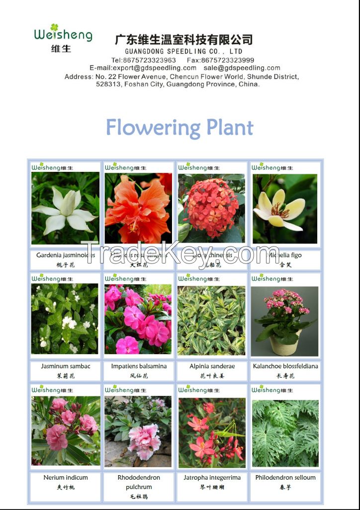 Sell All Kinds of Flowering plant