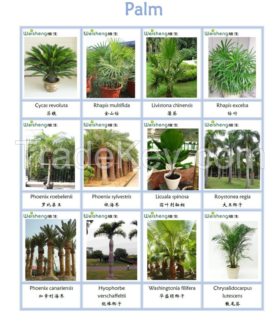 Sell all kinds of Palm