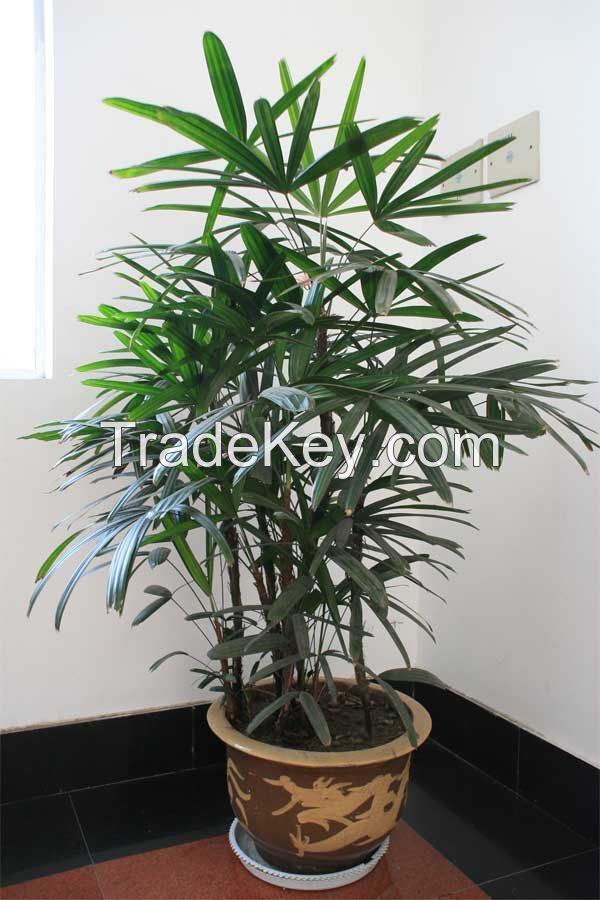 Sell Rhapis excelsa