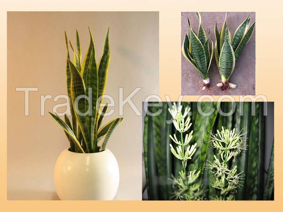 Sell Sansevieria trifasciata (Indoor plant)