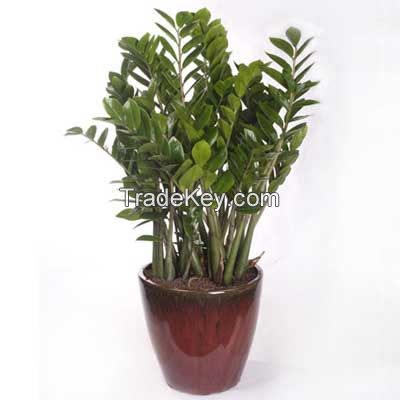 Sell Zamioculcas zamiifolia (indoor plant)