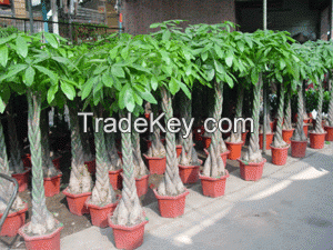 Sell Pachira macrocarpa