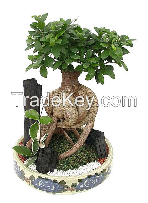 Sell Ficus Microcarpa Bonsai