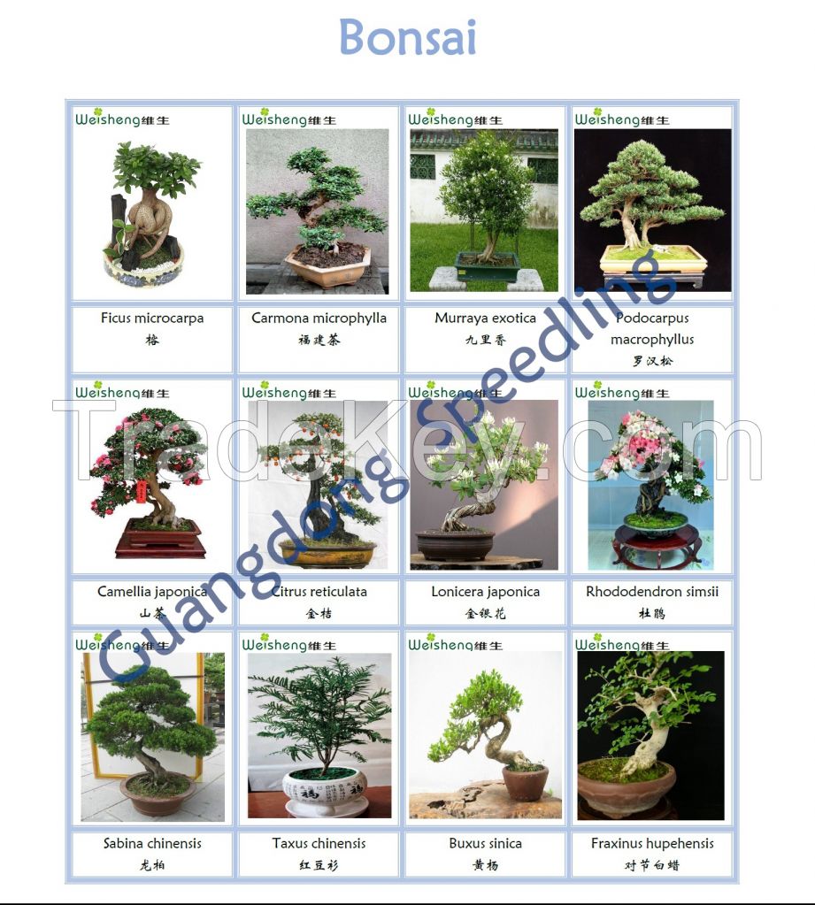 Sell all kinds of Bonsai