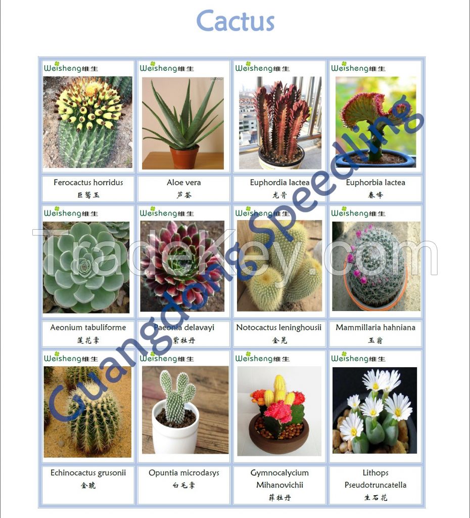 Sell all kinds of Succulents and Cactus