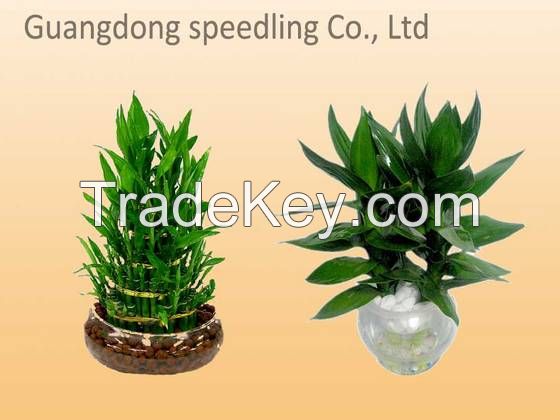 Sell high quality Lucky bamboo