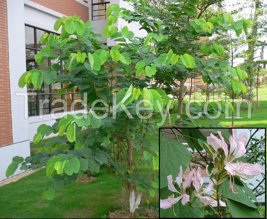 Sell Bauhinia blakeana