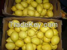 Fresh Eureka Lemon ( Adalia - Verna - Green Lime )
