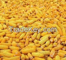 Non GMO white maize/Yellow corn/Non-GMO soybean seed