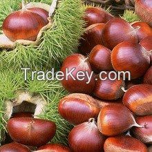 Quality Chest Nuts, Macadamia and other kinds of nuts