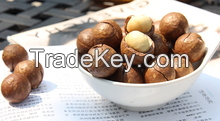 Raw macadamia nut in shell