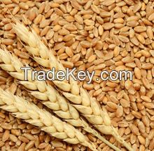 Quality Wheat / Durum Wheat / Milling Wheat