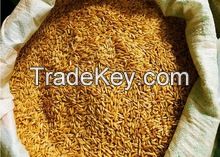 Quality whole oats for oats flakes , oats flour with competitive price