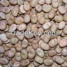 Dried Broad Beans/Fava Beans / Dried broad beans bulk dry fava beans